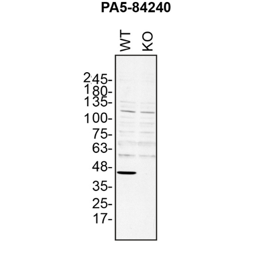 WB Image