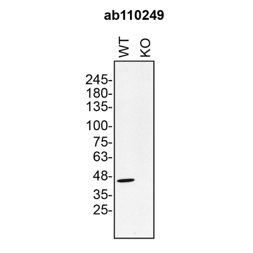 WB Image