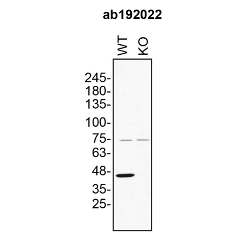 WB Image
