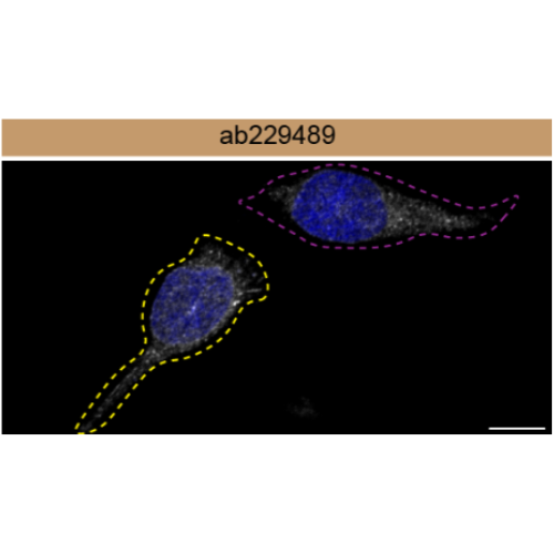 ICC-IF Image