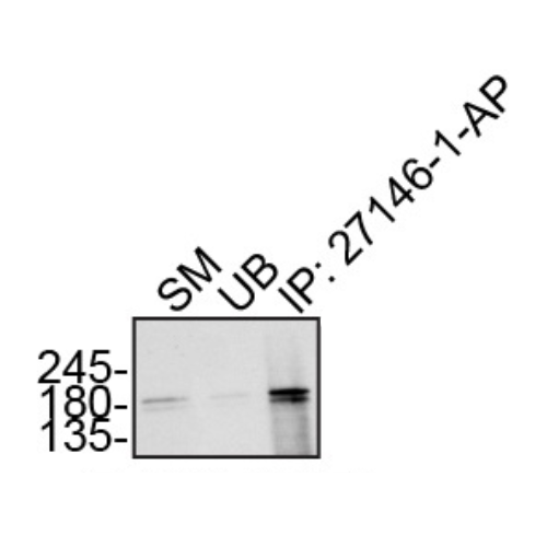 IP Image