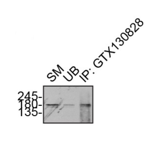 IP Image
