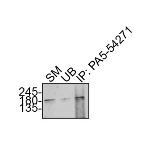 IP Image