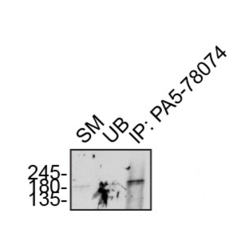 IP Image