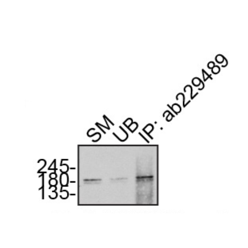 IP Image
