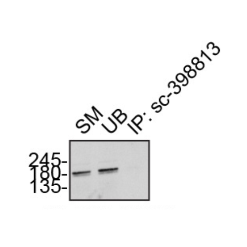 IP Image