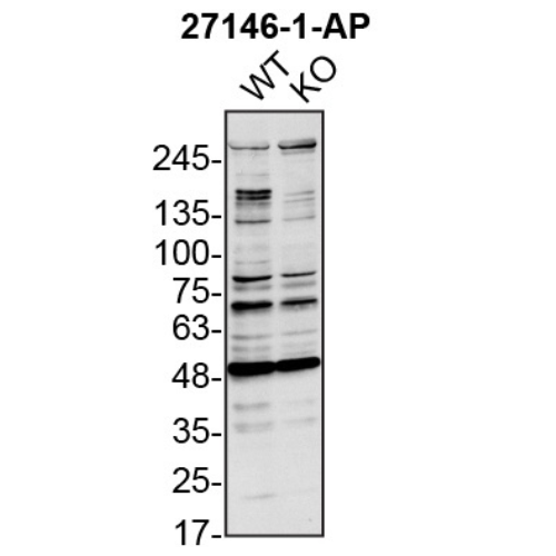 WB Image