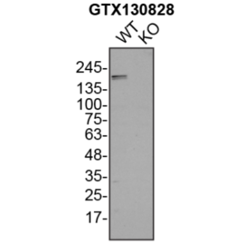 WB Image