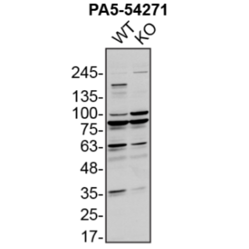WB Image