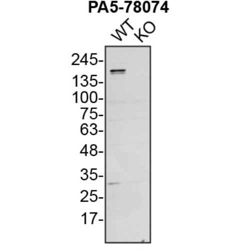 WB Image