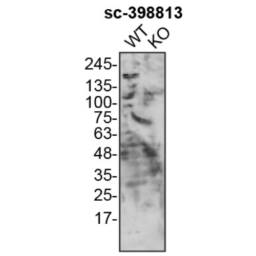 WB Image