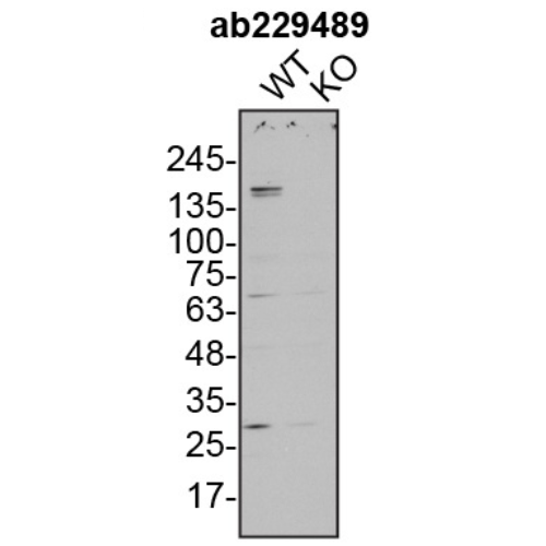 WB Image
