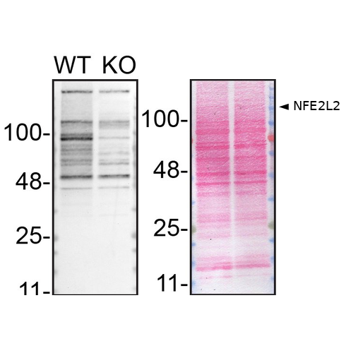 WB Image