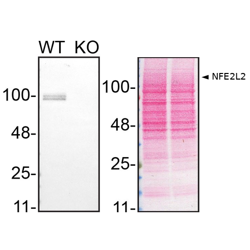 WB Image