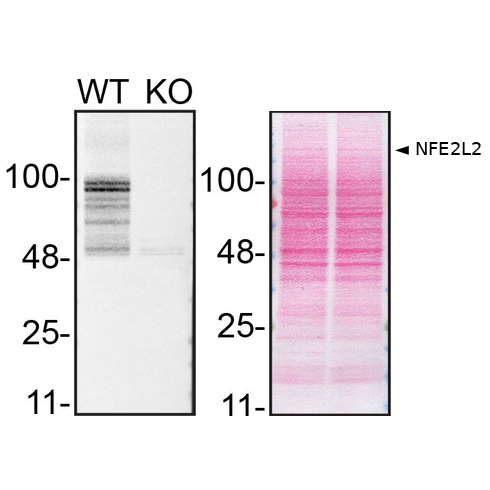 WB Image