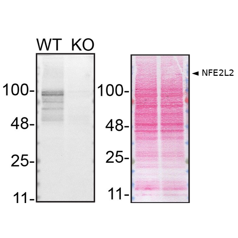 WB Image