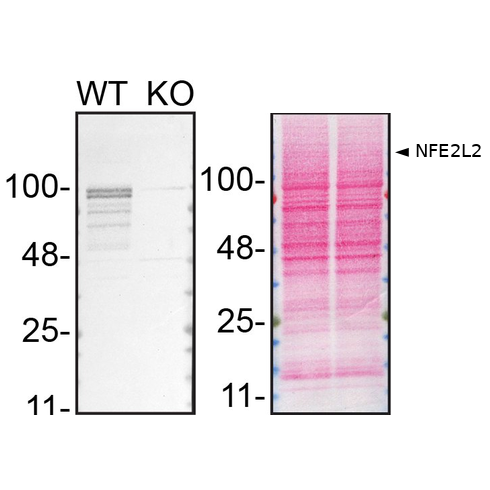 WB Image