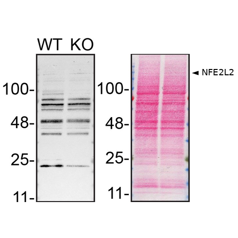 WB Image