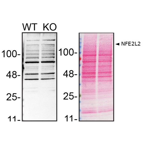WB Image
