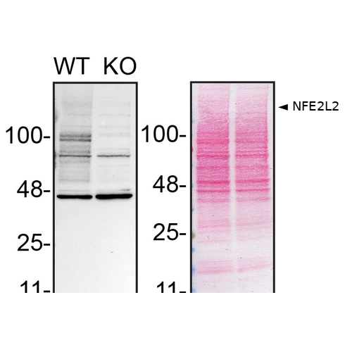WB Image