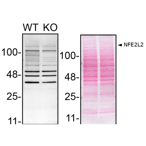 WB Image