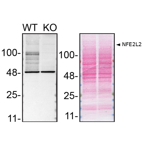 WB Image