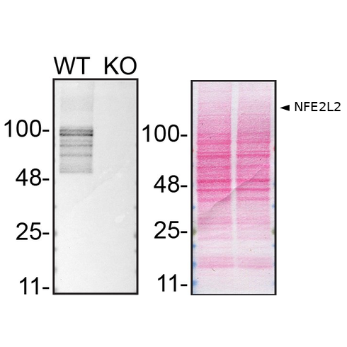 WB Image