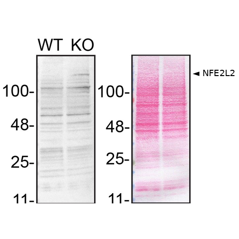 WB Image