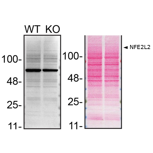 WB Image