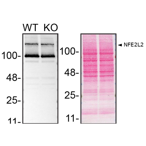 WB Image