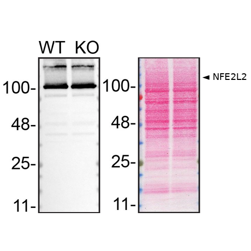 WB Image