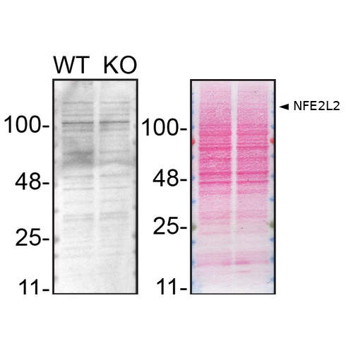 WB Image