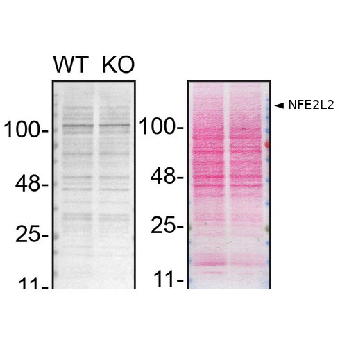 WB Image