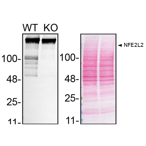 WB Image