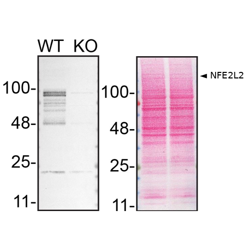 WB Image