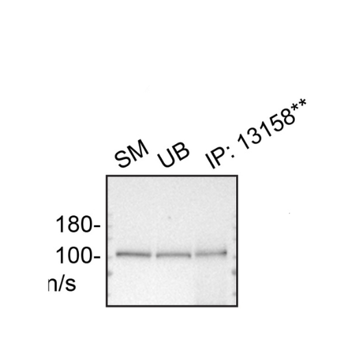 IP Image
