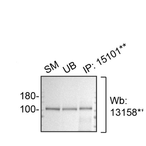 IP Image