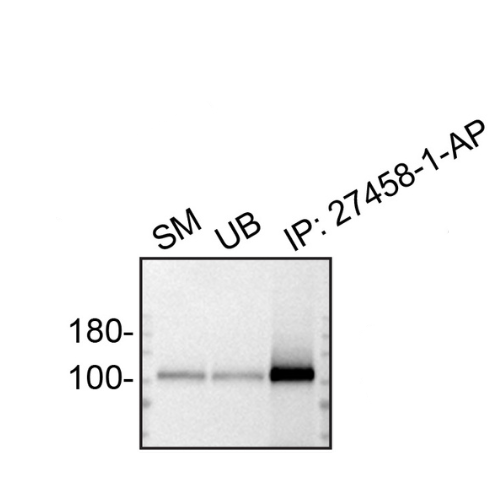 IP Image