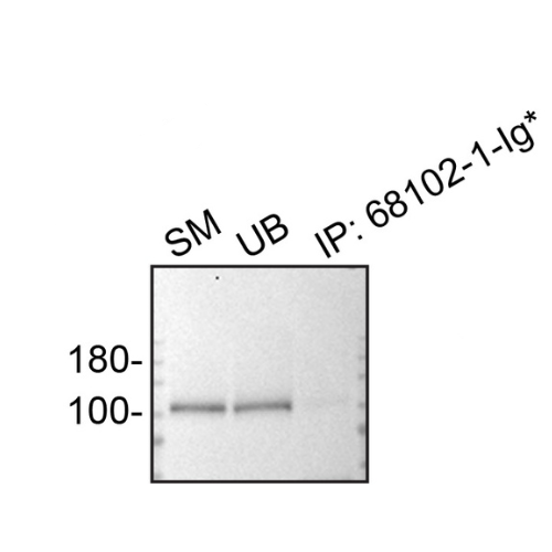 IP Image