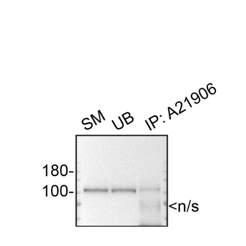 IP Image