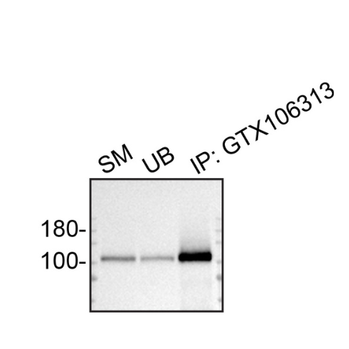 IP Image