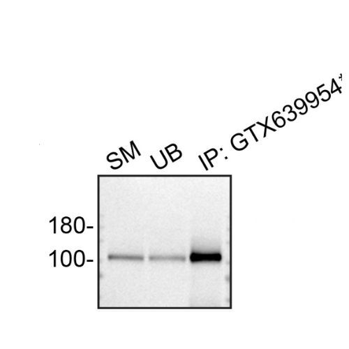 IP Image