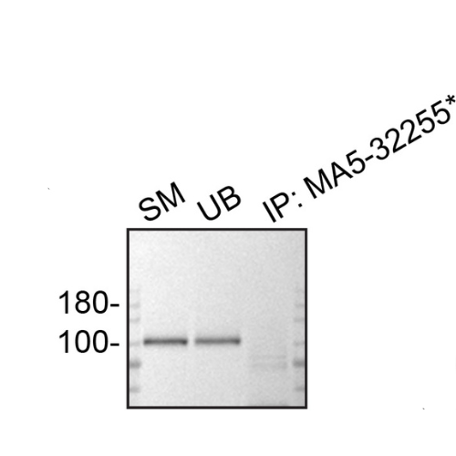 IP Image