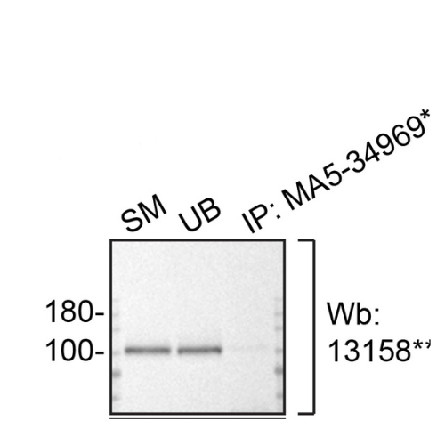 IP Image