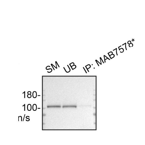 IP Image