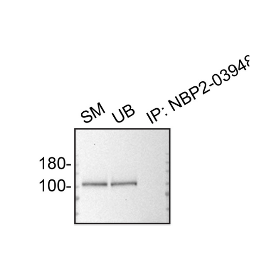 IP Image