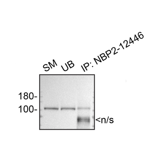 IP Image