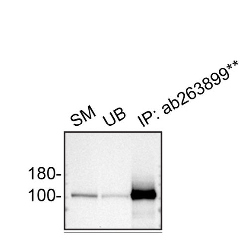 IP Image