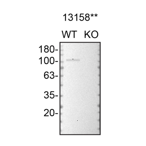 WB Image