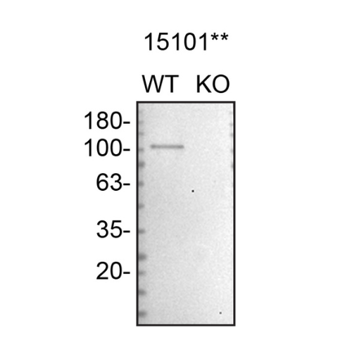 WB Image